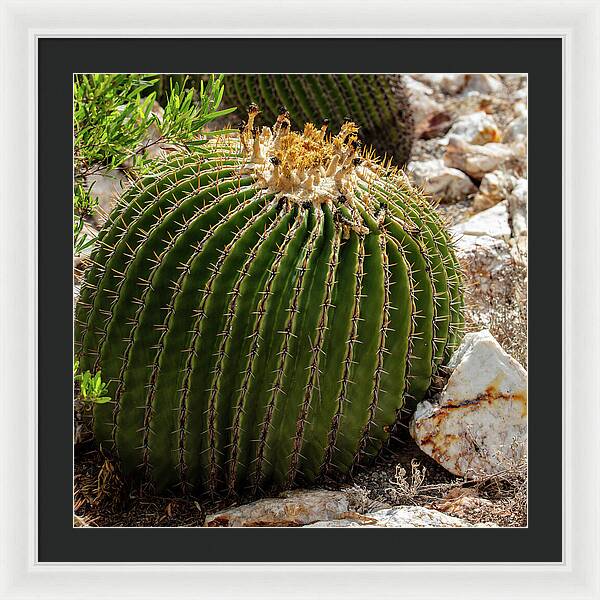 Cacti Closeup - Framed Print