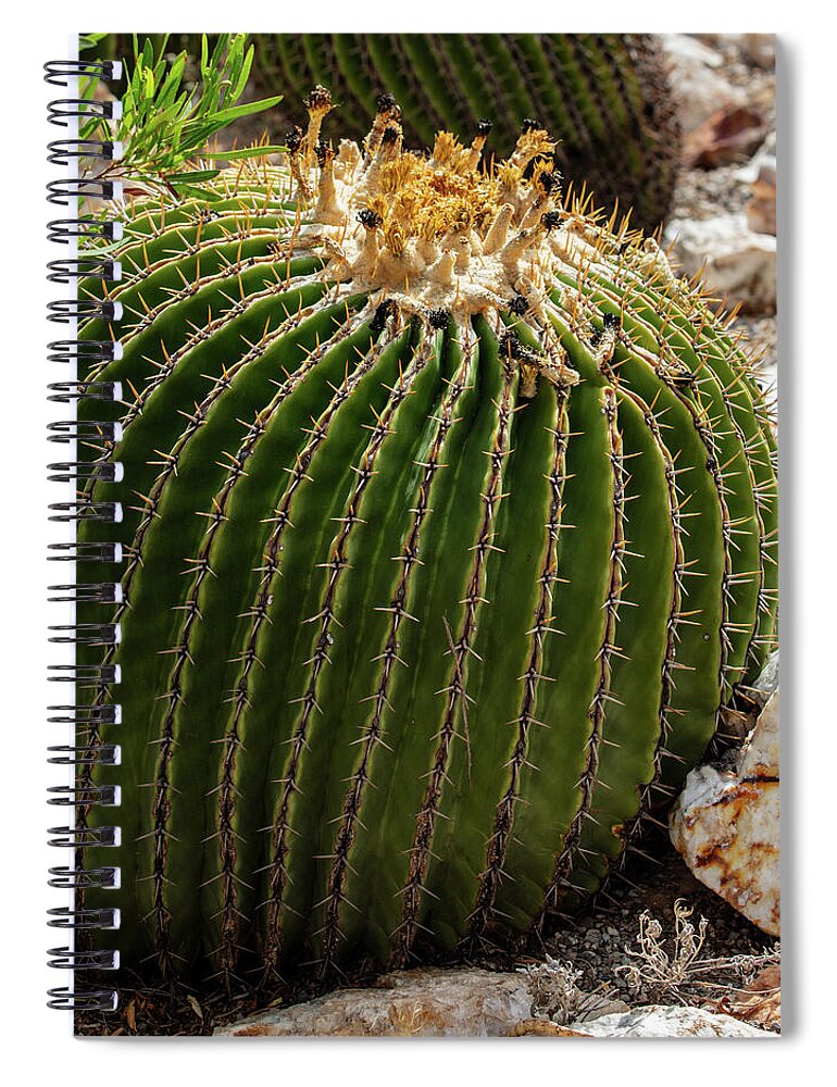 Cacti Closeup - Spiral Notebook