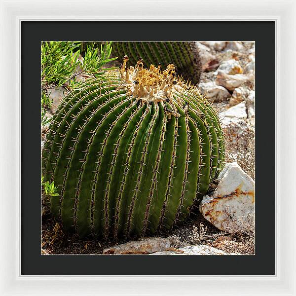 Cacti Closeup - Framed Print