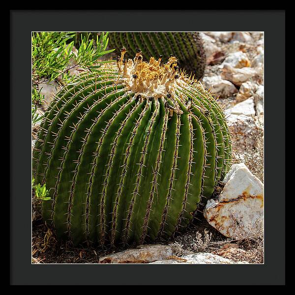 Cacti Closeup - Framed Print
