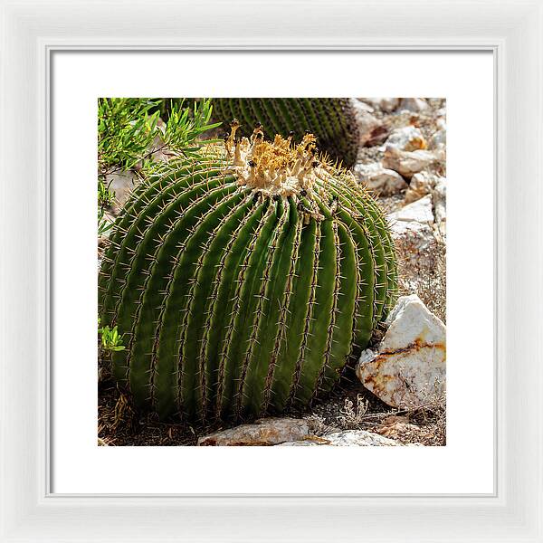 Cacti Closeup - Framed Print