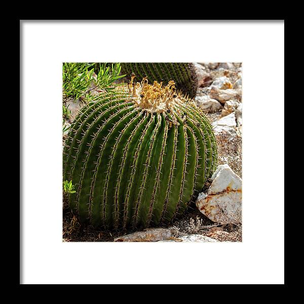 Cacti Closeup - Framed Print