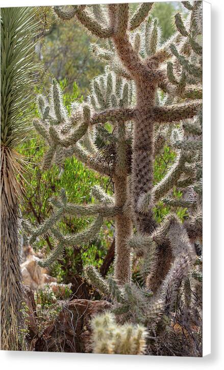 Cacti II - Canvas Print