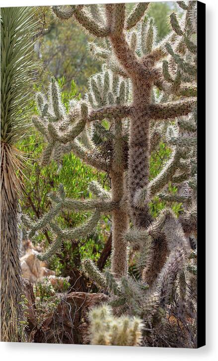 Cacti II - Canvas Print