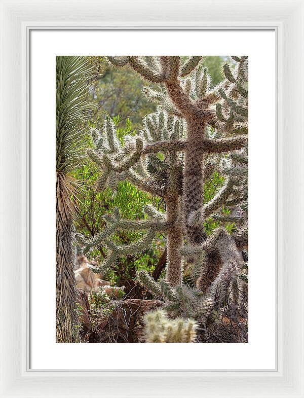 Cacti II - Framed Print