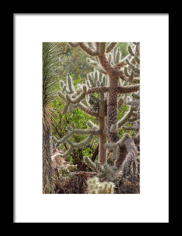 Cacti II - Framed Print