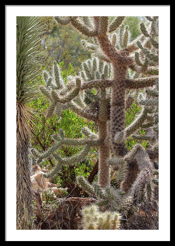 Cacti II - Framed Print