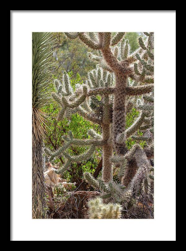 Cacti II - Framed Print