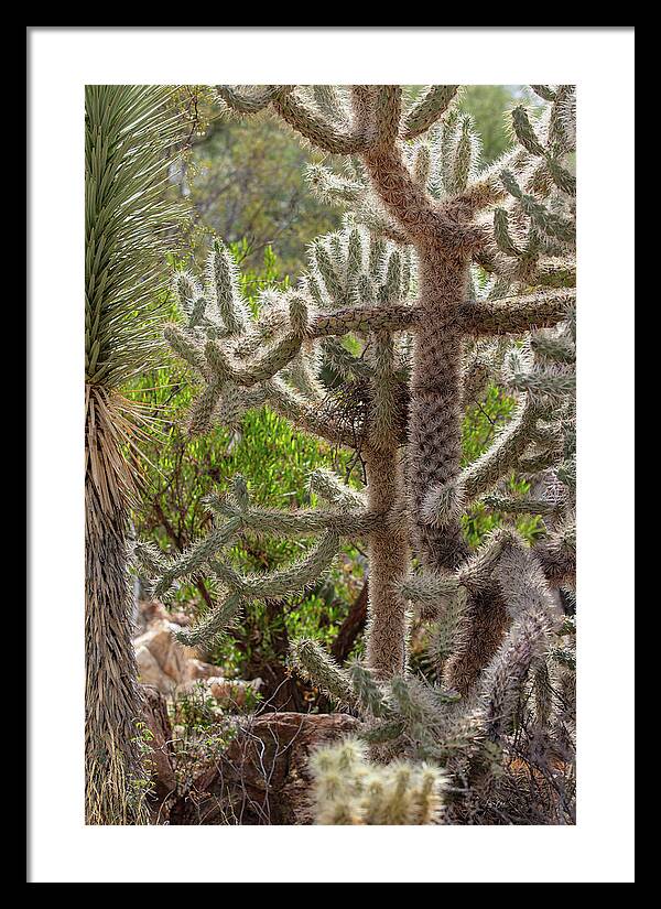 Cacti II - Framed Print