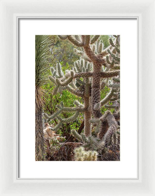 Cacti II - Framed Print