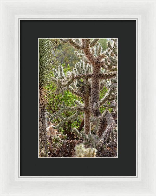 Cacti II - Framed Print