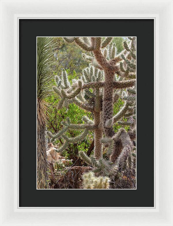 Cacti II - Framed Print