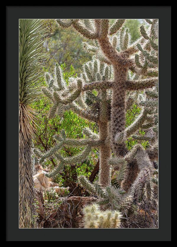 Cacti II - Framed Print