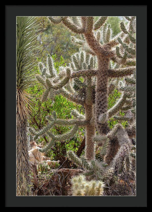 Cacti II - Framed Print