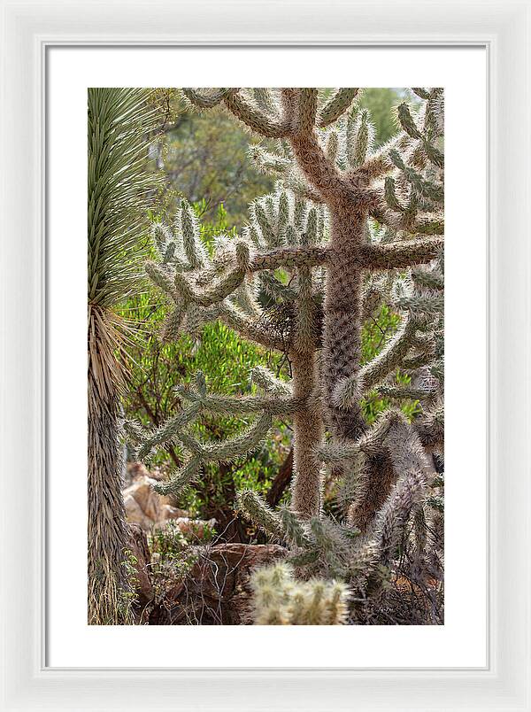 Cacti II - Framed Print