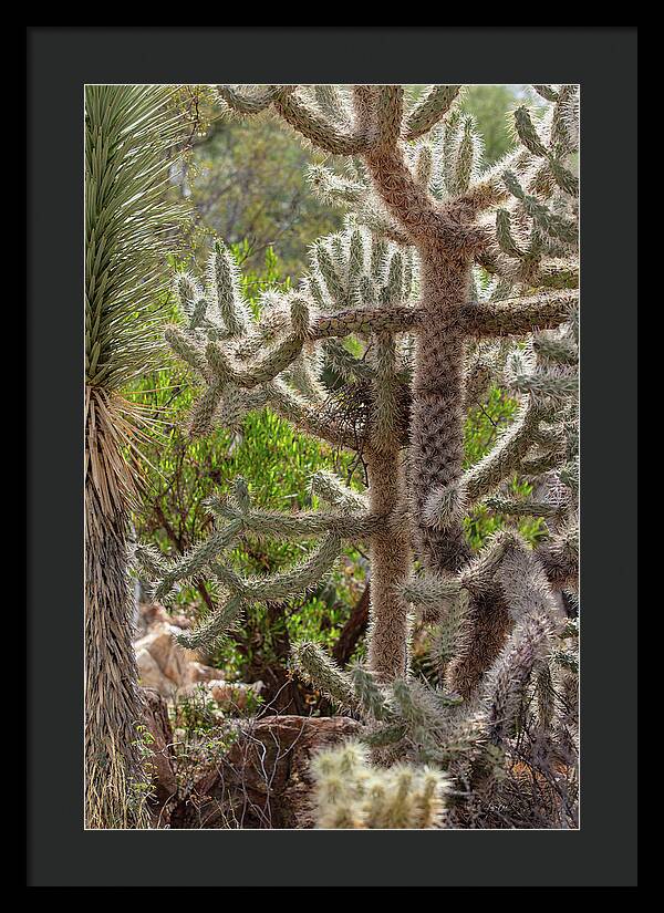 Cacti II - Framed Print