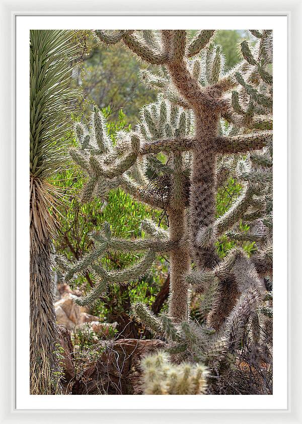 Cacti II - Framed Print