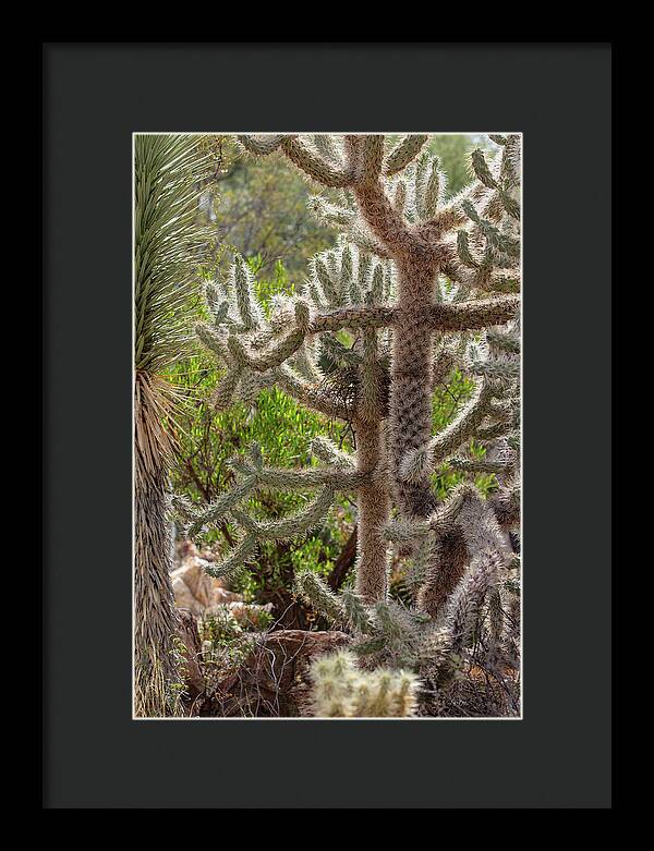 Cacti II - Framed Print