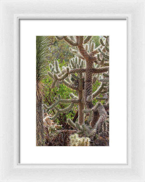 Cacti II - Framed Print