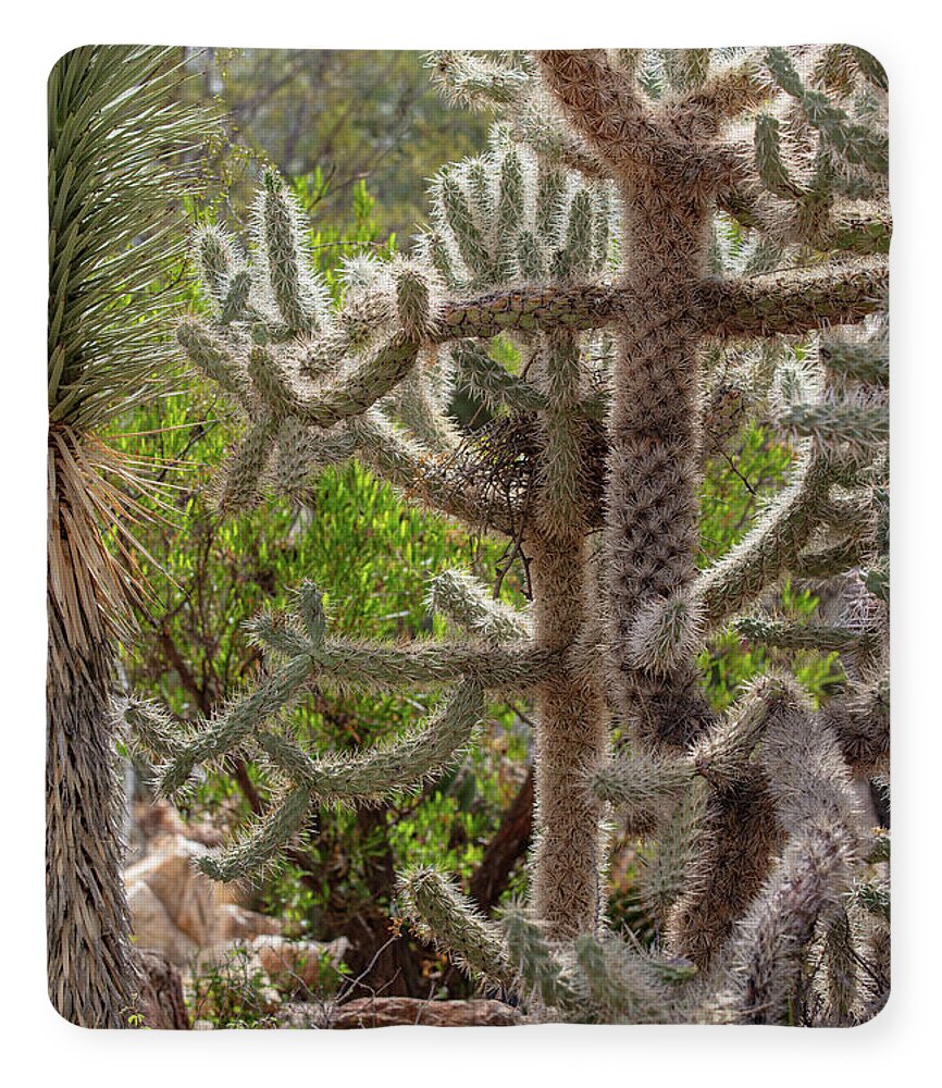 Cacti II - Blanket