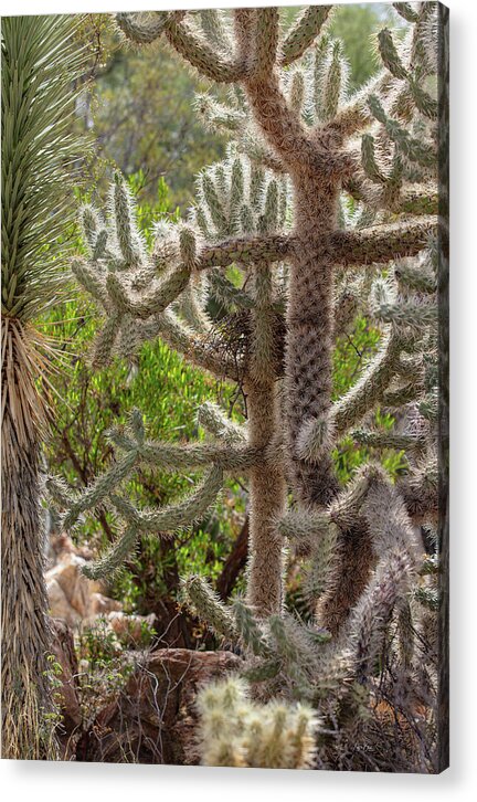 Cacti II - Acrylic Print