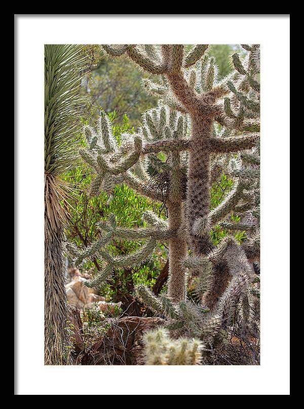Cacti II - Framed Print