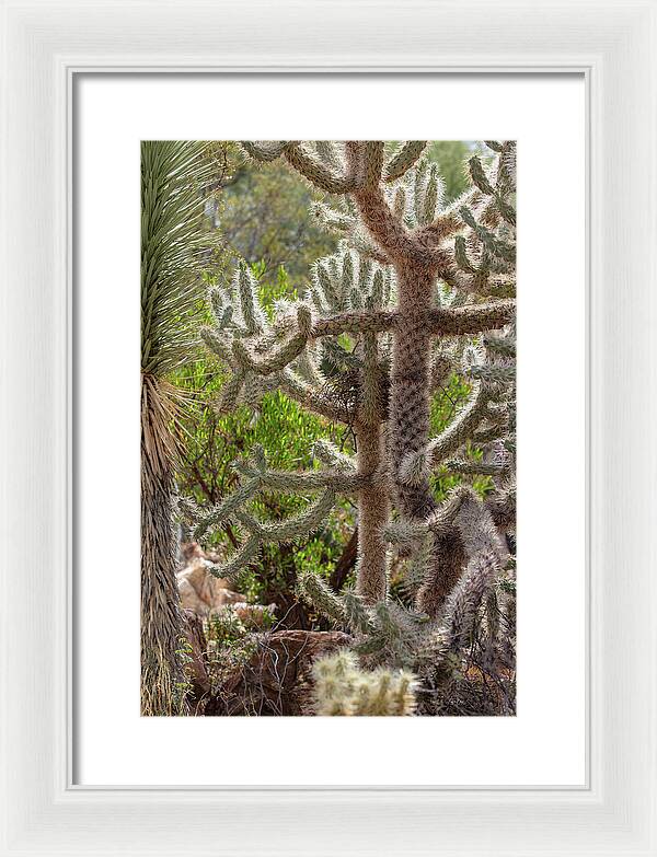 Cacti II - Framed Print