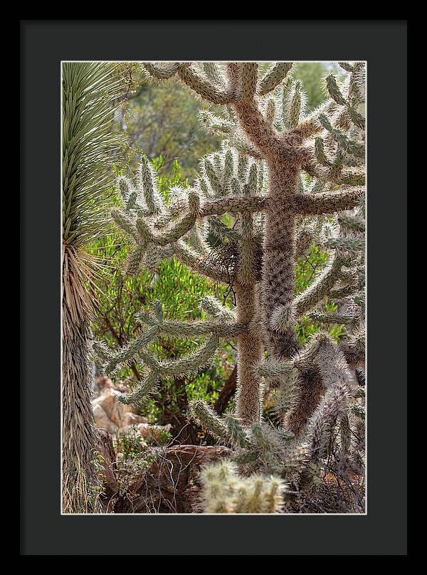 Cacti II - Framed Print