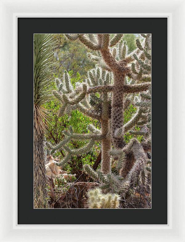 Cacti II - Framed Print