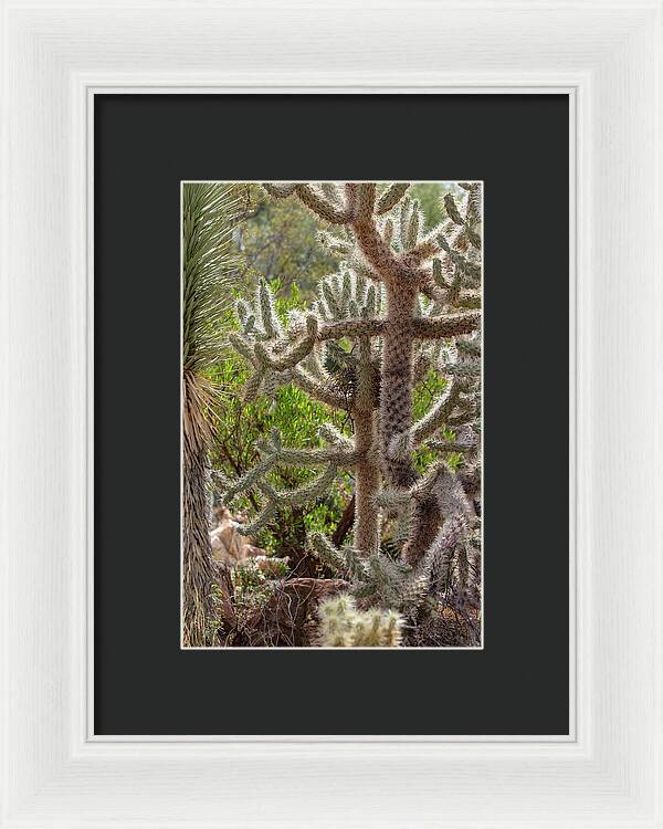 Cacti II - Framed Print