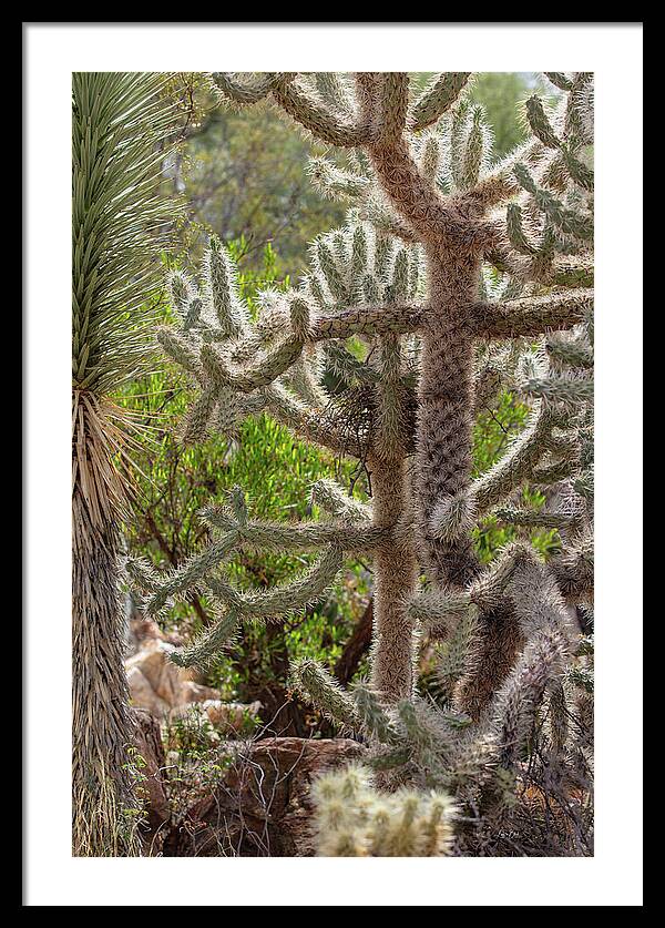 Cacti II - Framed Print