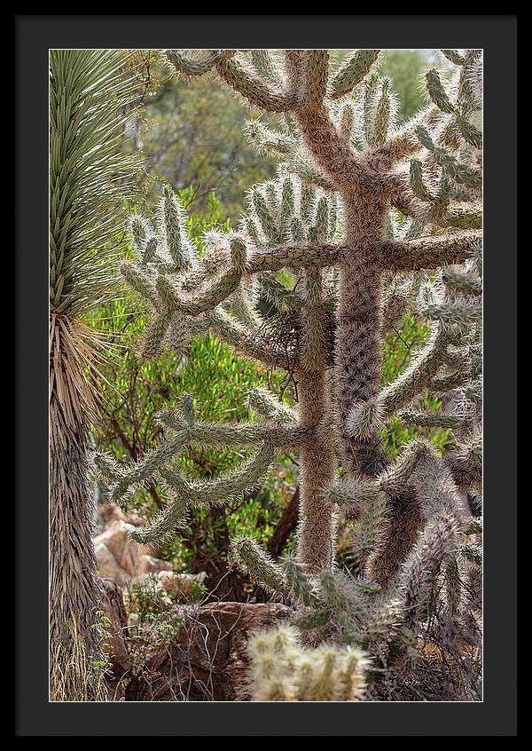 Cacti II - Framed Print