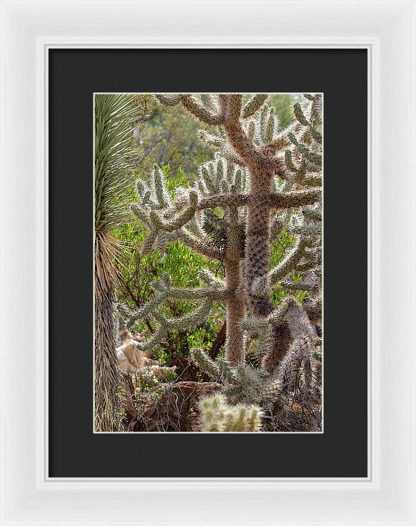 Cacti II - Framed Print