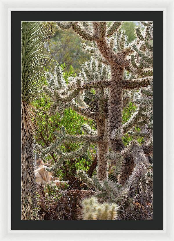 Cacti II - Framed Print