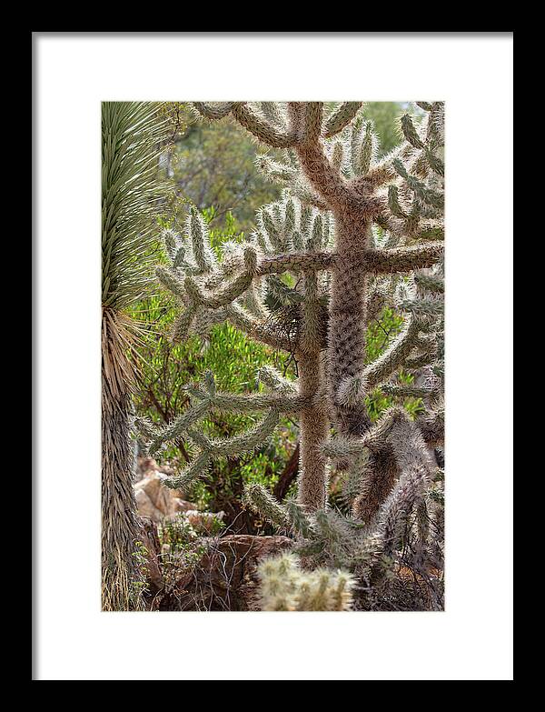 Cacti II - Framed Print