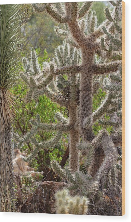 Cacti II - Wood Print
