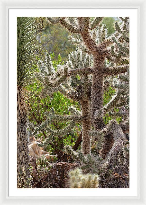 Cacti II - Framed Print