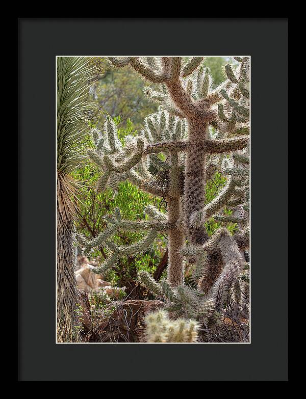 Cacti II - Framed Print