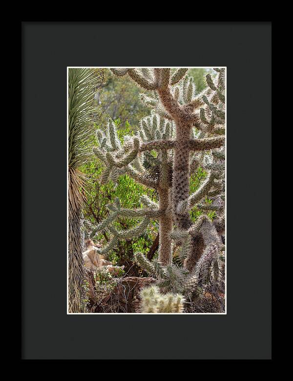 Cacti II - Framed Print