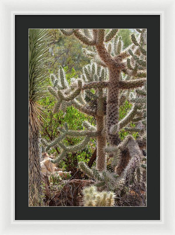 Cacti II - Framed Print