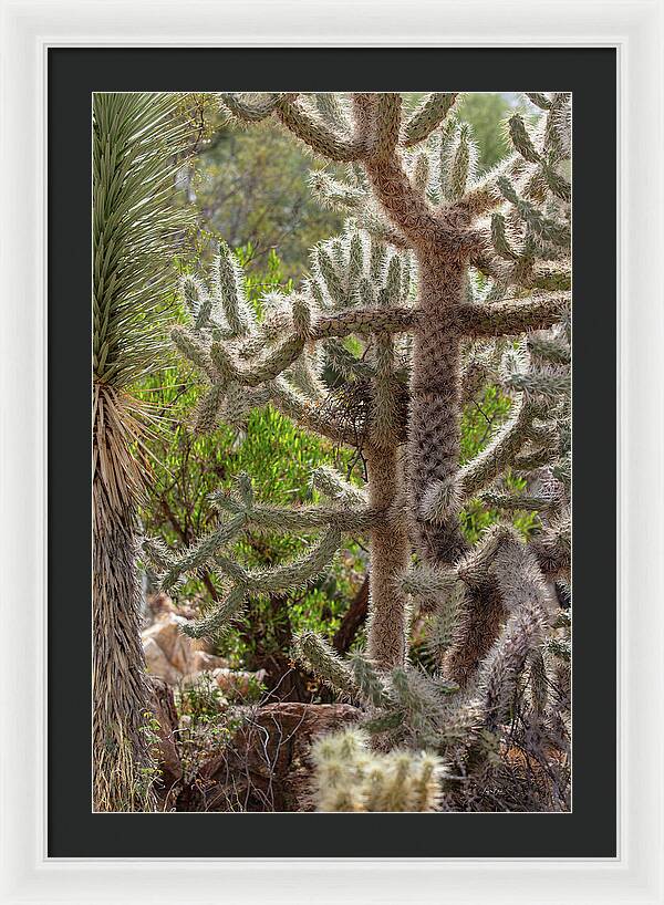 Cacti II - Framed Print