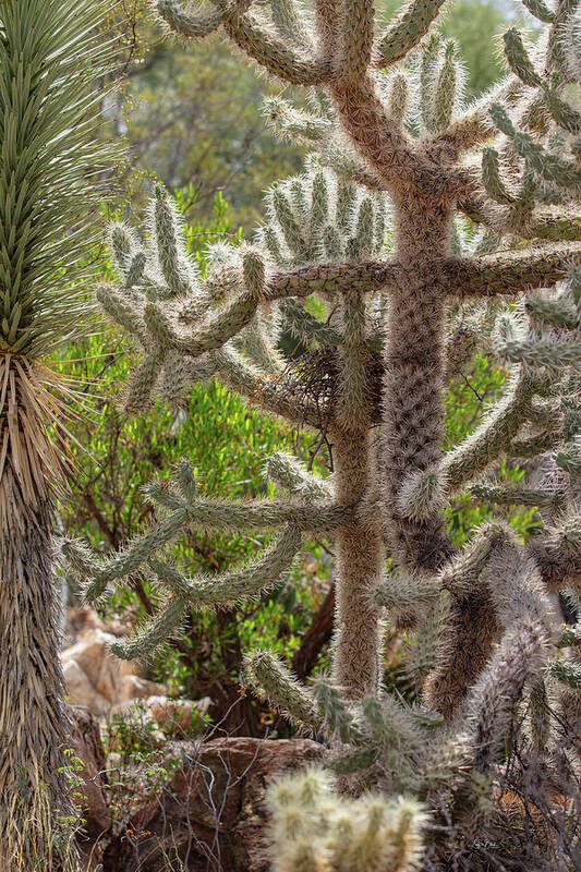 Cacti II - Art Print