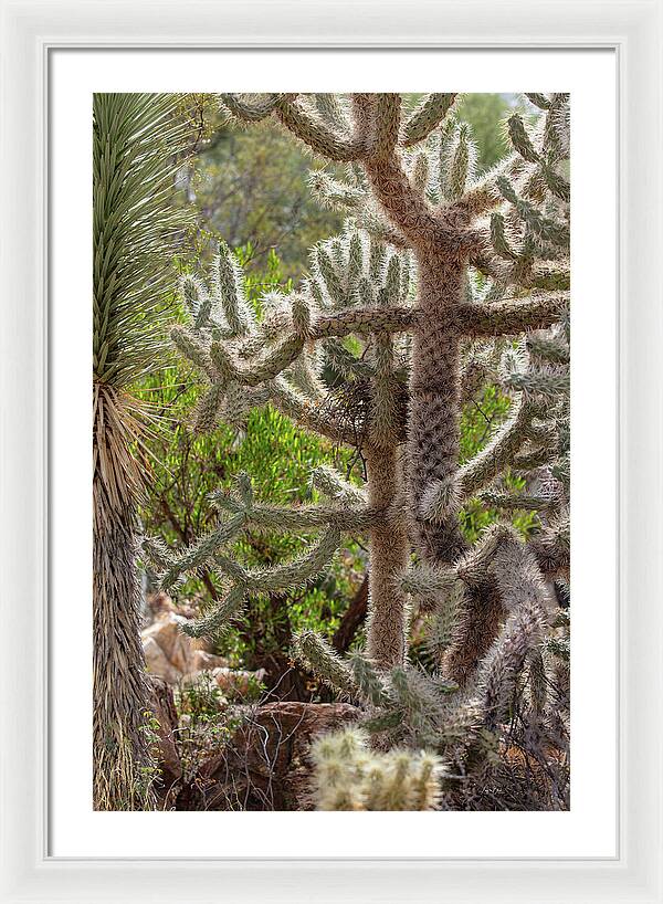 Cacti II - Framed Print
