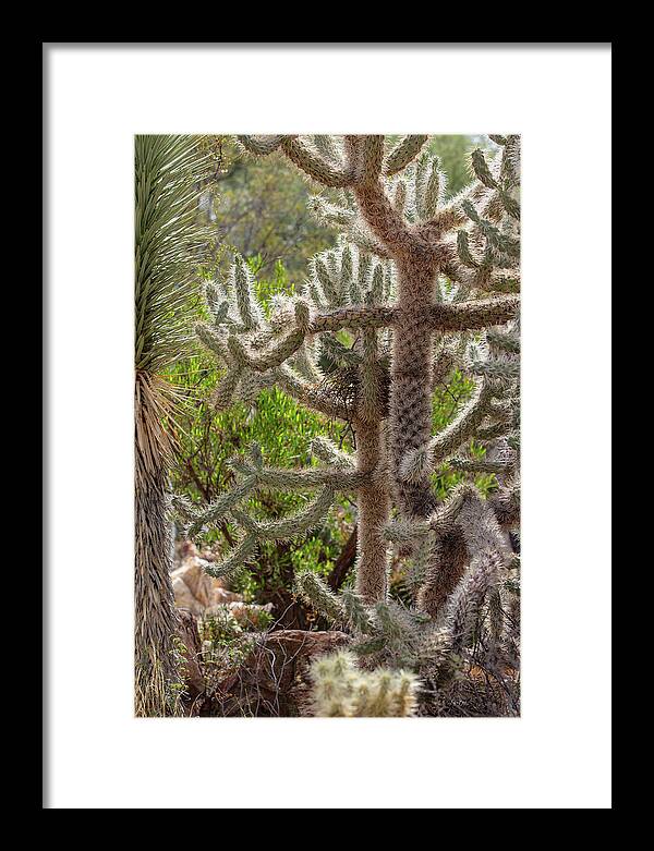 Cacti II - Framed Print