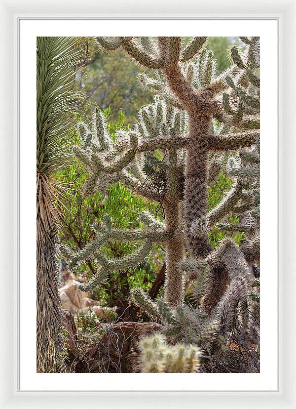 Cacti II - Framed Print