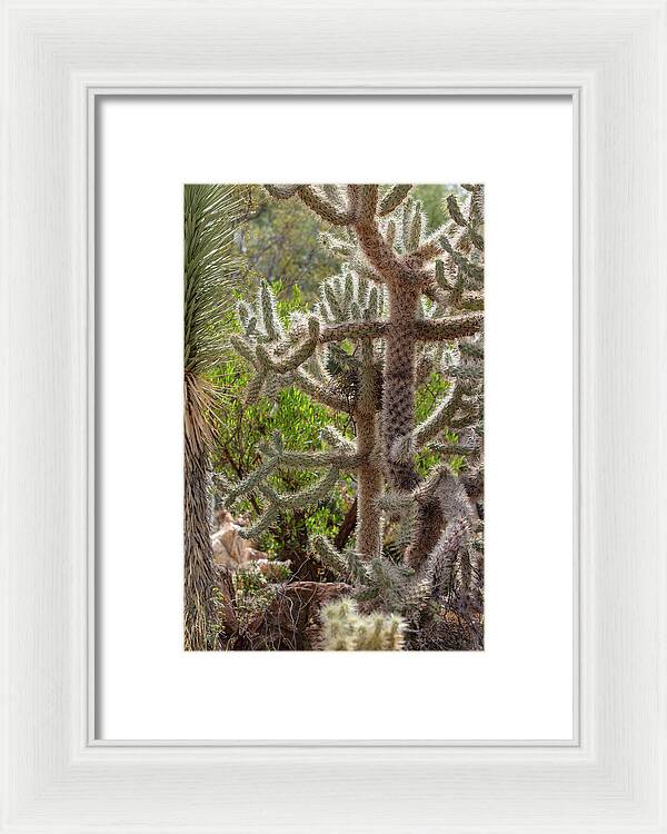 Cacti II - Framed Print