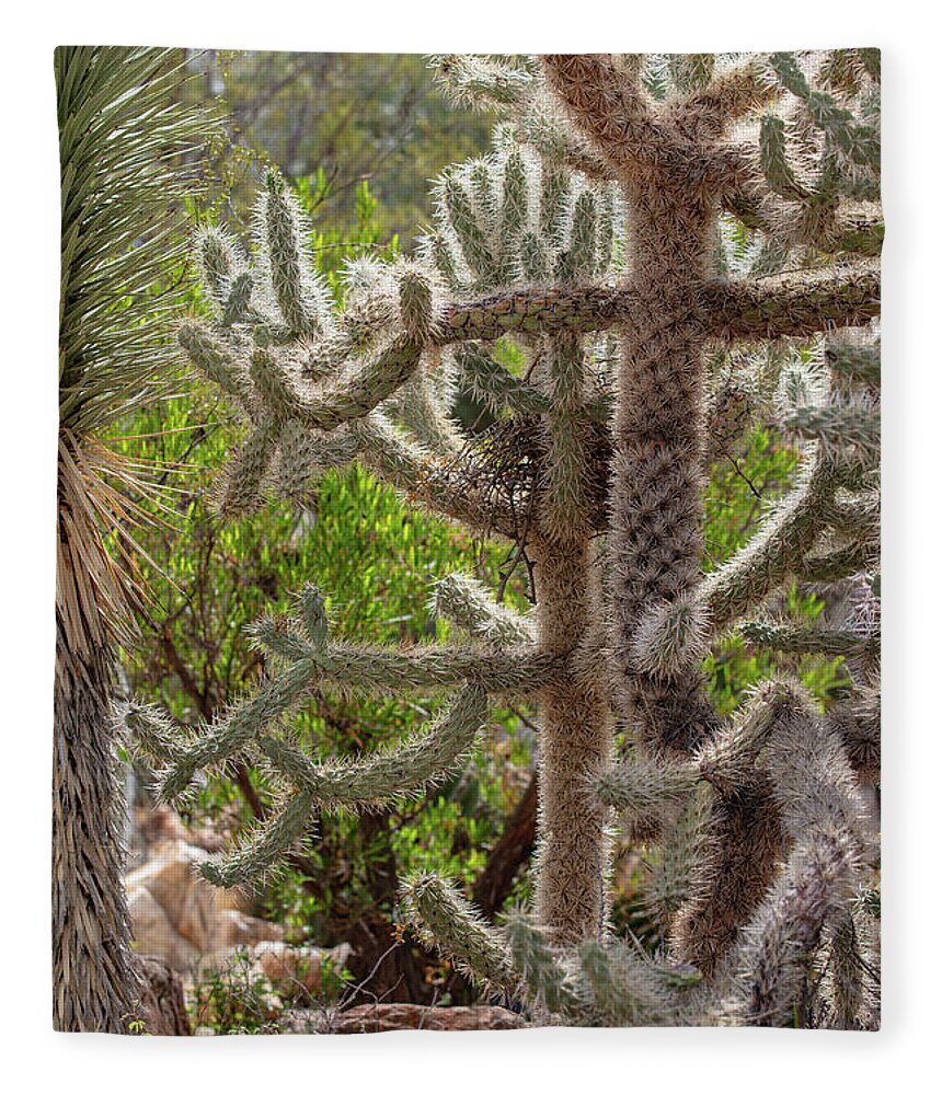 Cacti II - Blanket
