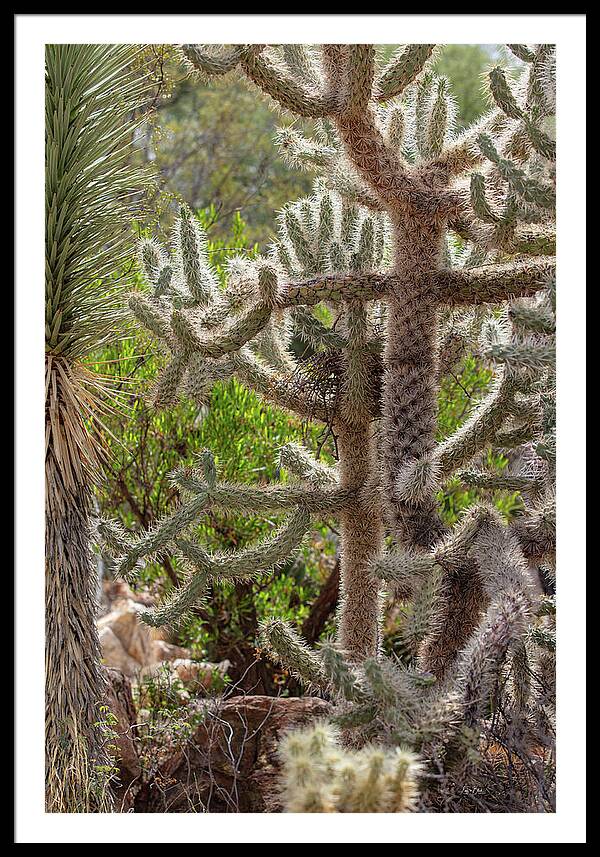 Cacti II - Framed Print