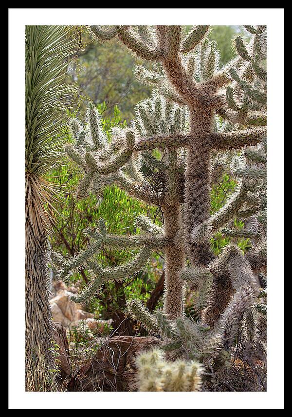 Cacti II - Framed Print