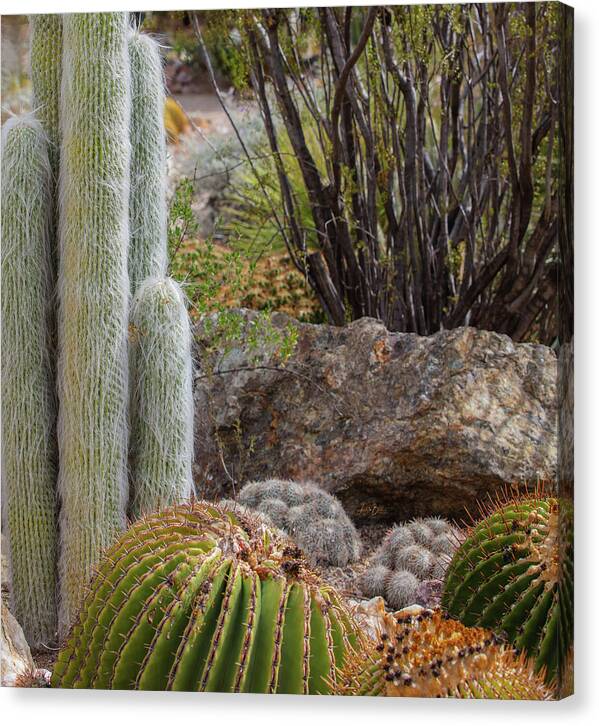 Cacti III Closeup - Canvas Print